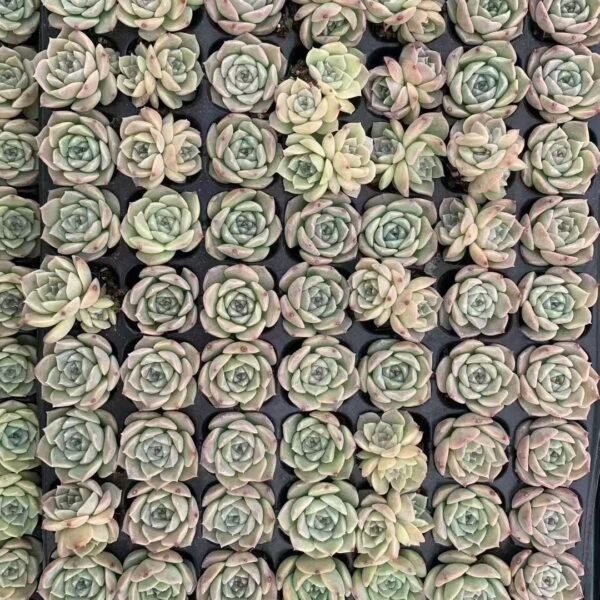 041. Echeveria ‘Pure Love’