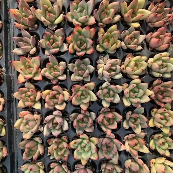 025. Echeveria ‘Honey Pink’
