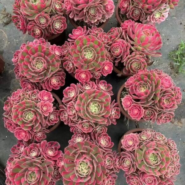 030. Aeonium ‘Pink Witch’
