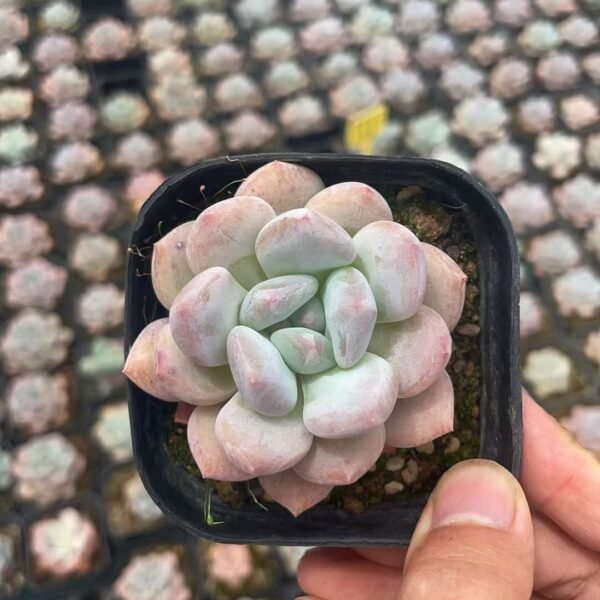 005. Echeveria ‘Bill Gates’