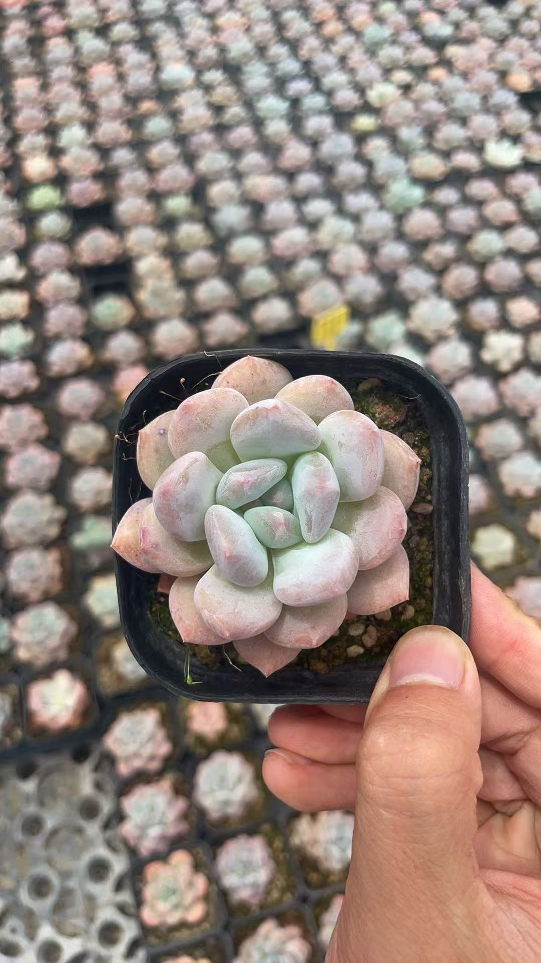 Echeveria 'Bill Gates'