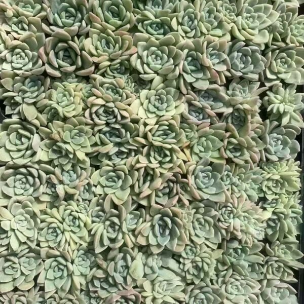 141. Pachyveria ‘Fair Princess’