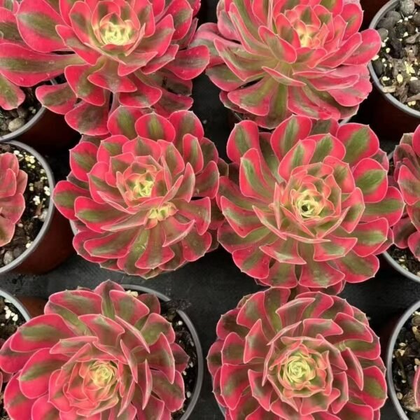 036. Aeonium ‘Pink Witch’