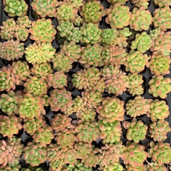 084. Sedeveria ‘Shangri-La’