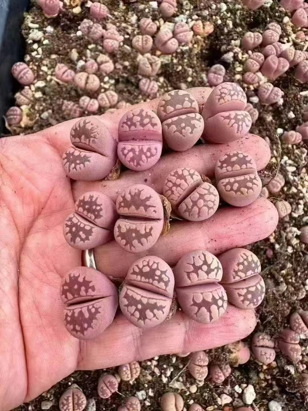 紫大津汇