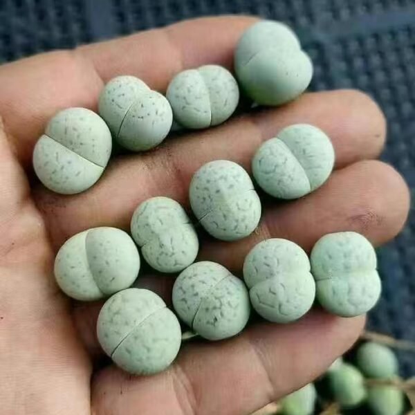 012. 绿灵耀玉