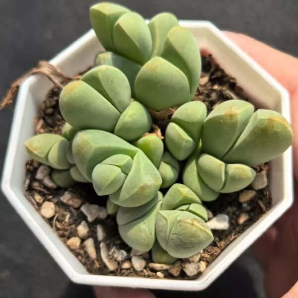 029. Gibbaeum petrense