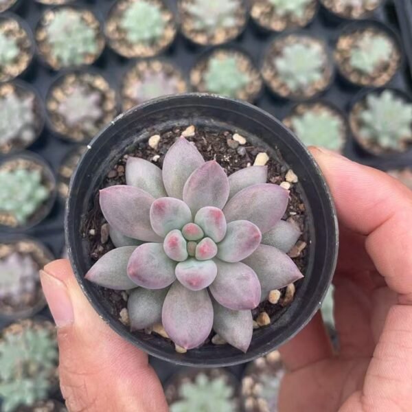 046. Echeveria malgan