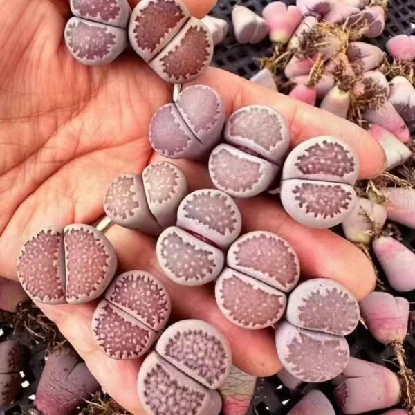 016. Lithops salicola ‘Bacchus’