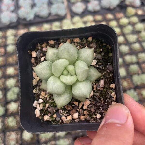 029. Echeveria ‘J.C. Van Keppel’