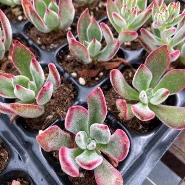 138. Echeveria pulvinata