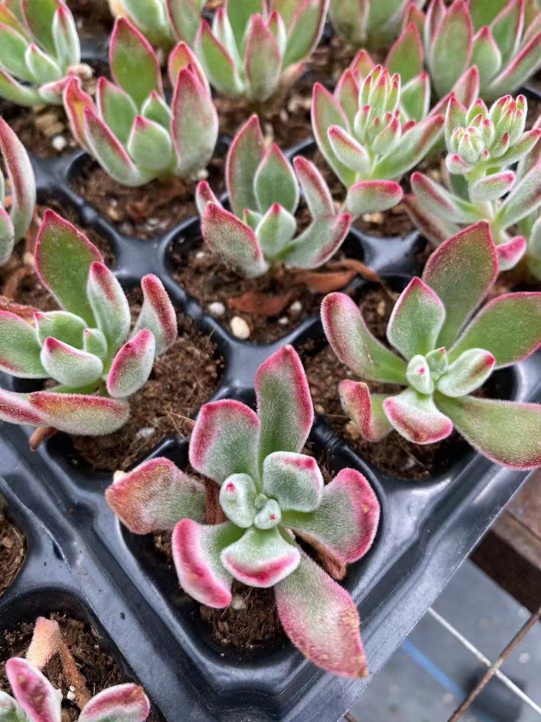 Echeveria pulvinata