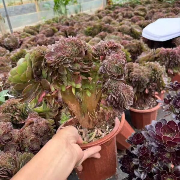 044. Aeonium ‘Halloween’