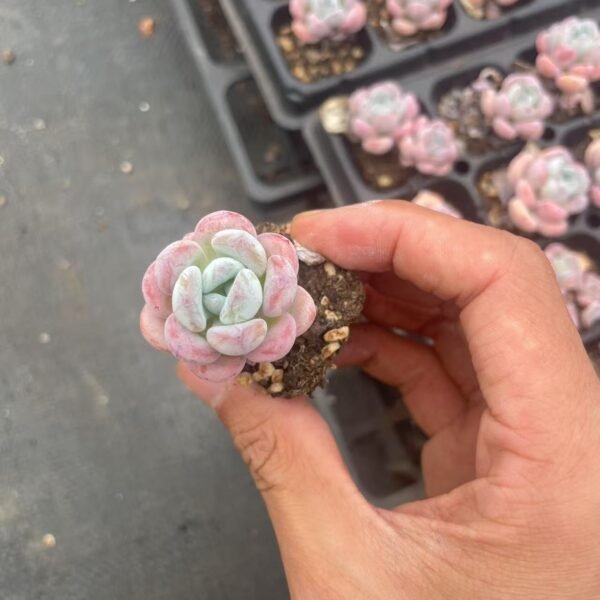 035. Echeveria ‘Man Man Xue’