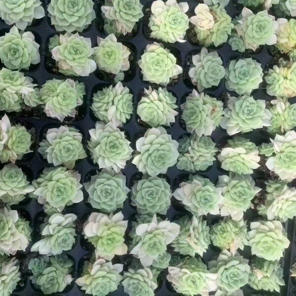 106. Echeveria ‘White Swan’