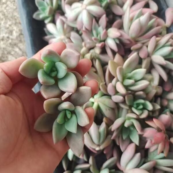 093. Pachyphytum ‘Taohuayuan’