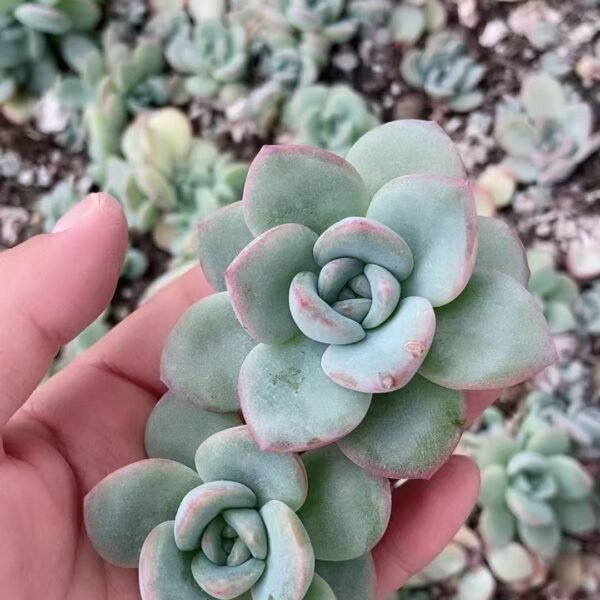 091. Echeveria ‘Choux Cream’