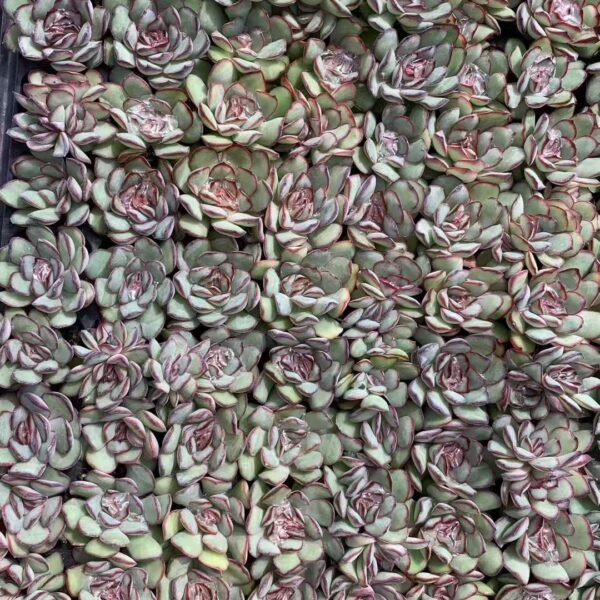 051. Echeveria pulidonis