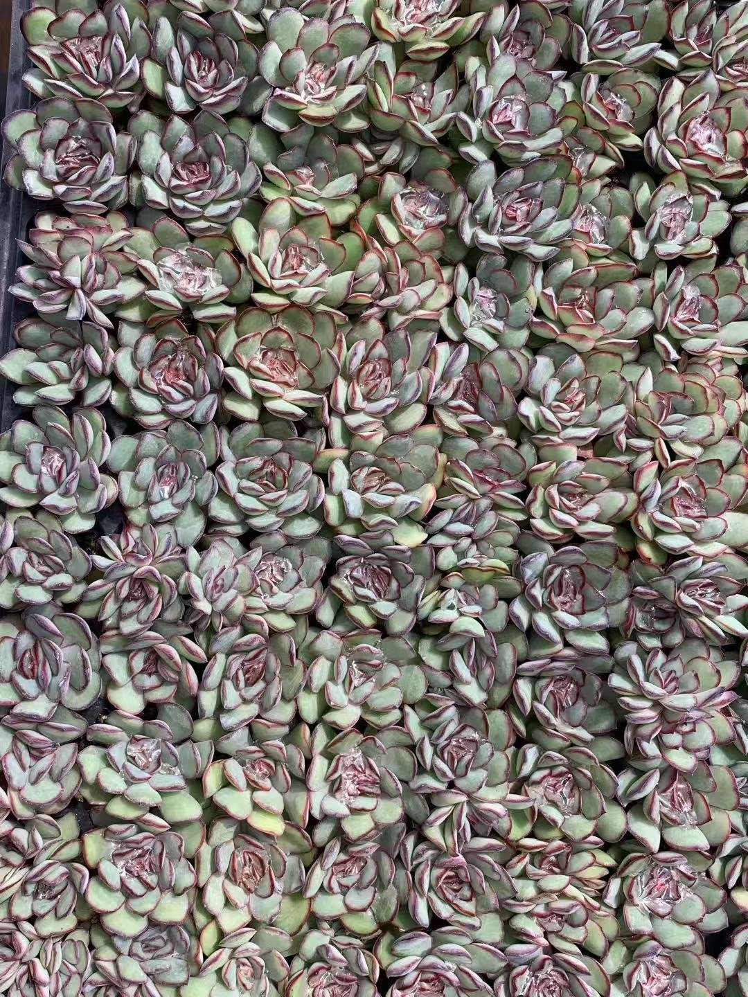 Echeveria pulidonis