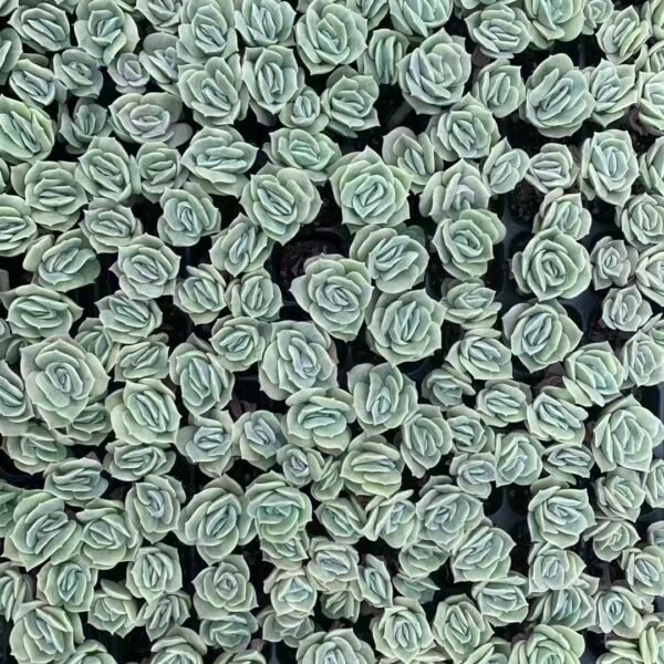 180. ×Graptoveria ‘Lovely Rose’