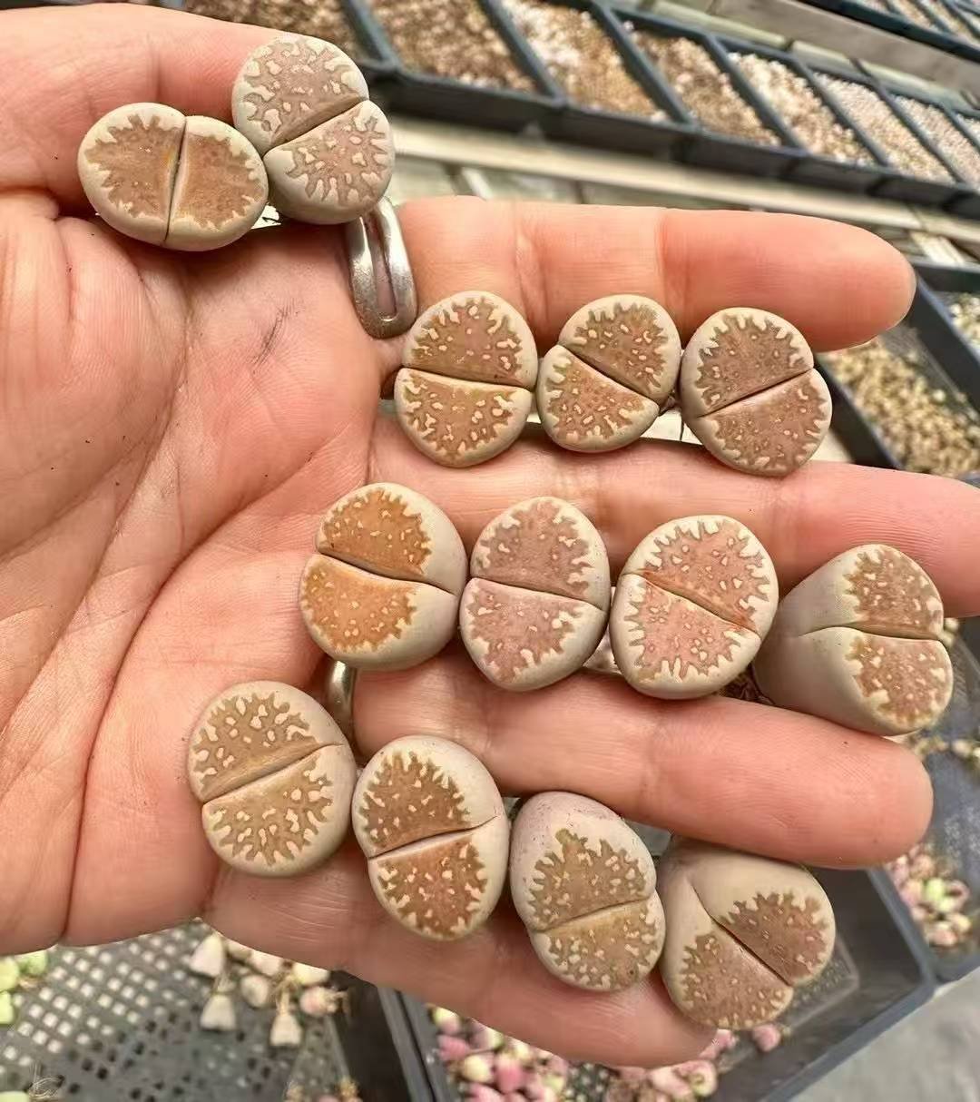 全窗黄金线