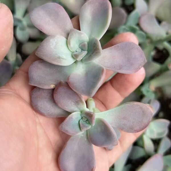 121. Graptopetalum ‘Purple Delight’