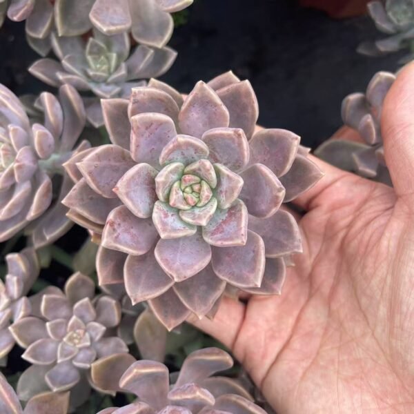 195. Graptopetalum ‘Alpenglow’