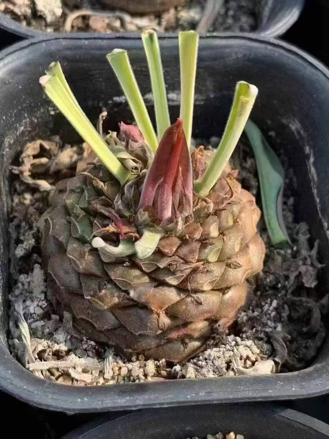 uphorbia bupleurifolia