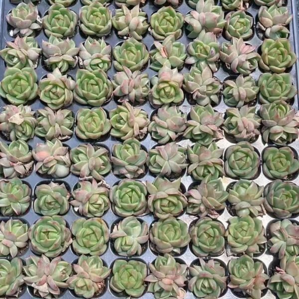 060. Haworthia pygmaea mutant ‘ice city’