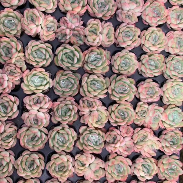 163. Echeveria ‘Strawberry Ice’