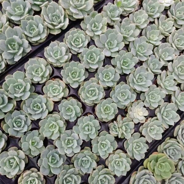 082. Echeveria ‘Deresina’