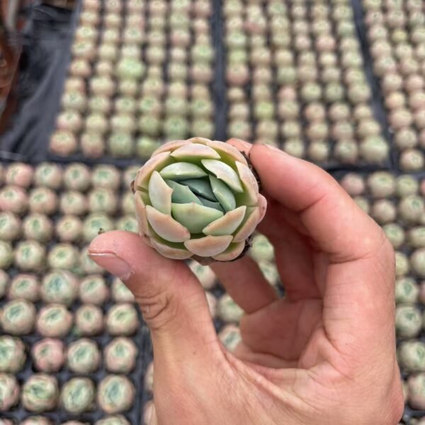 010. Echeveria ‘Cream berry’