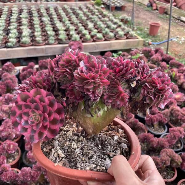 026. Aeonium ‘Pink Witch’