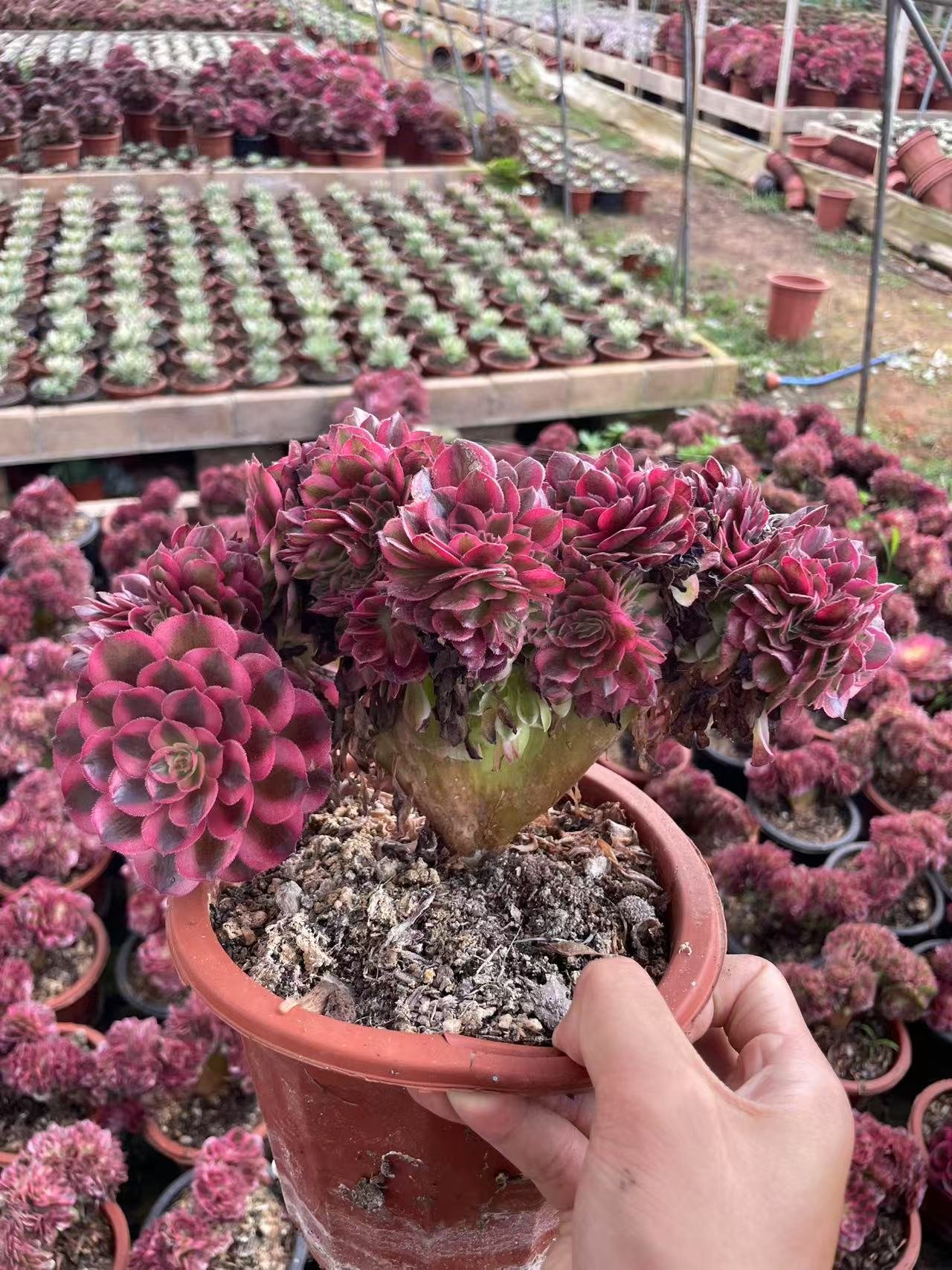 Aeonium 'Pink Witch'