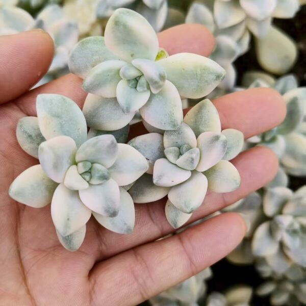 073. Graptoveria ‘Titubans’ variegata