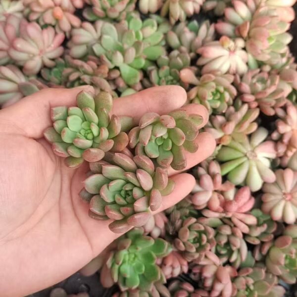 055. Sedeveria ‘Pink Ruby’