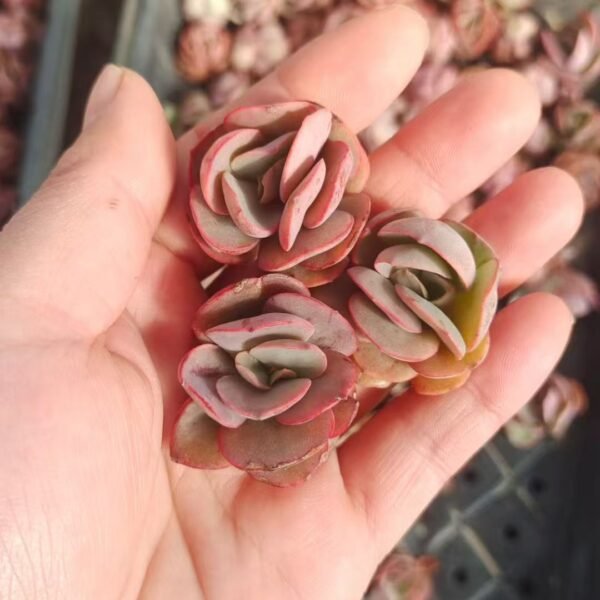 061. Echeveria ‘Suyon’