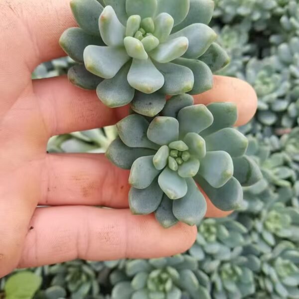 159. x Sedeveria ‘Blue Elf’