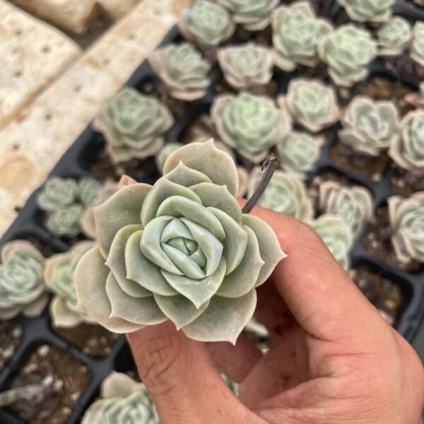 128. Echeveria ‘Lovely Rose’