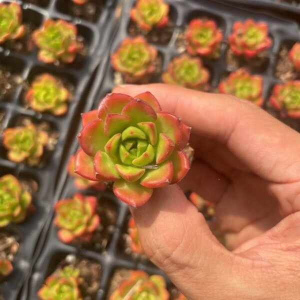 210. xSedeveria ‘Letizia’