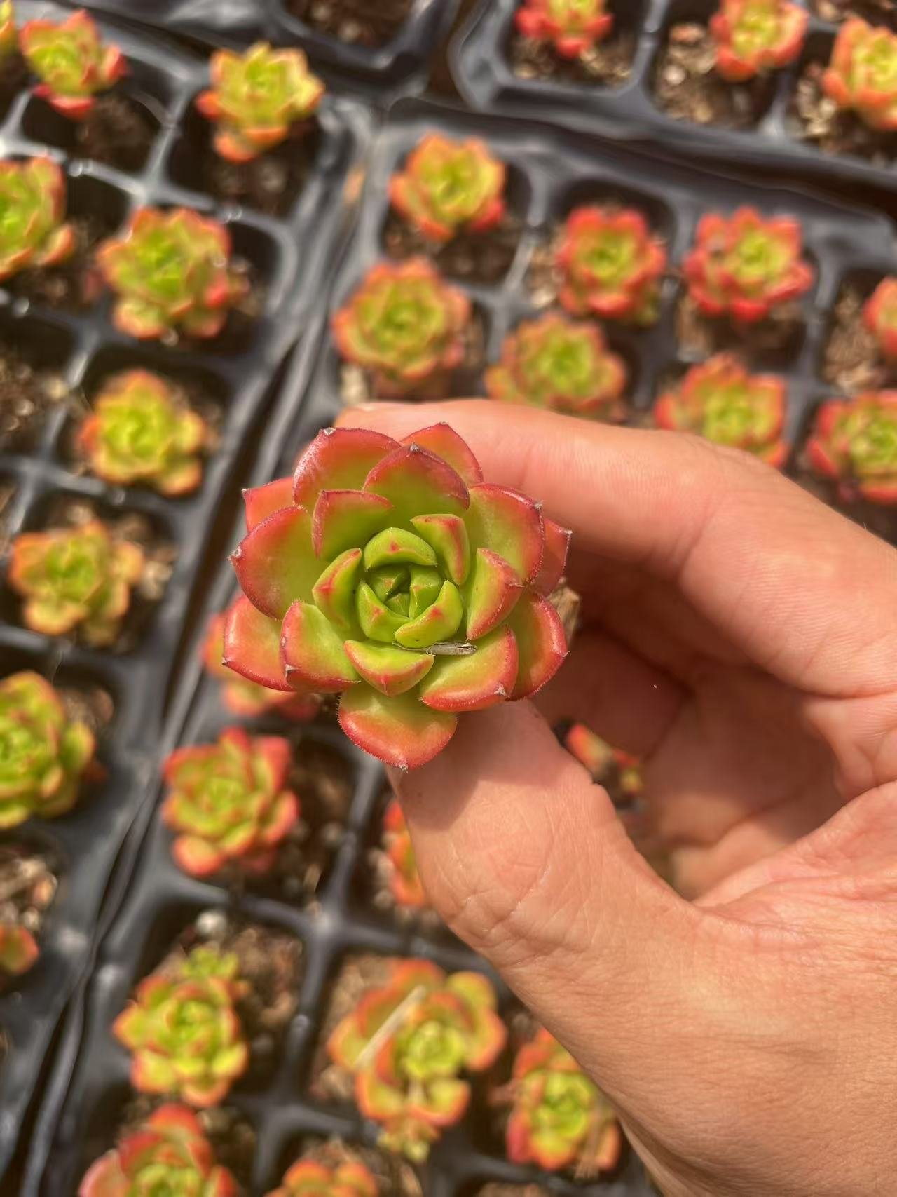 xSedeveria 'Letizia'