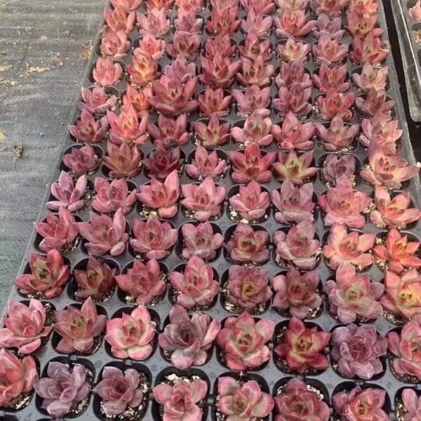 101. Echeveria ‘Rocha’
