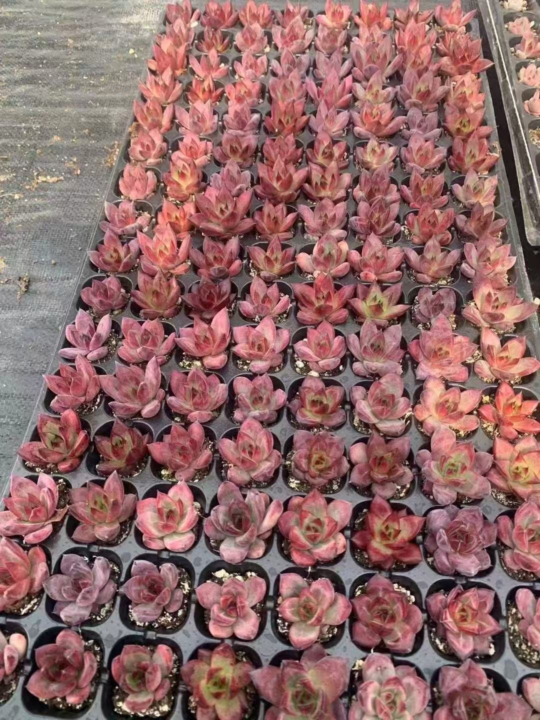 Echeveria 'Rocha'