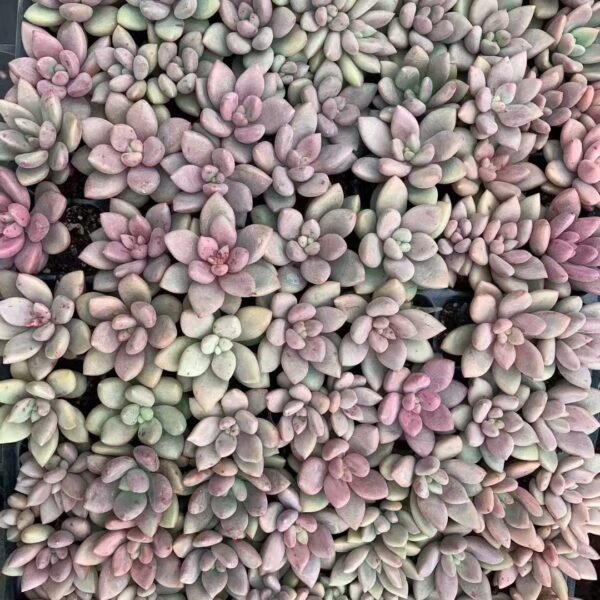 193. Pachyphytum compactum