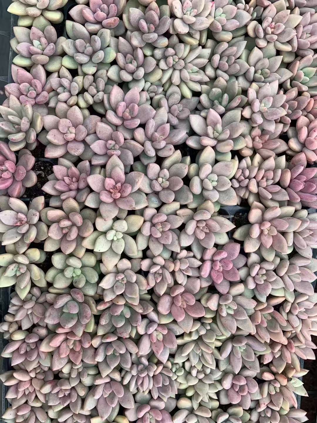 Pachyphytum compactum