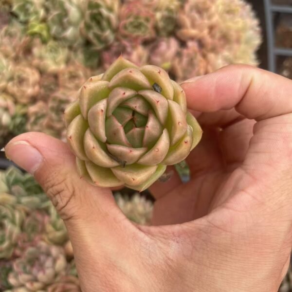 085. Echeveria ‘Champagne’
