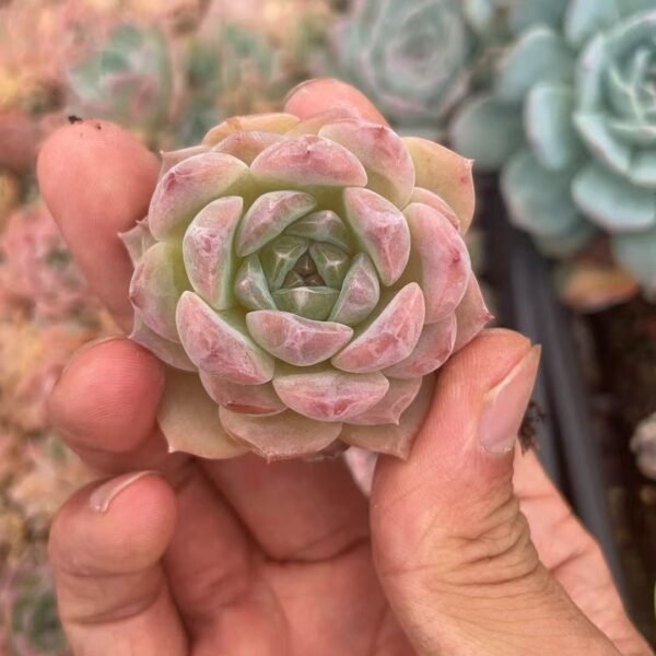086. Graptoveria ‘Victor Kane’