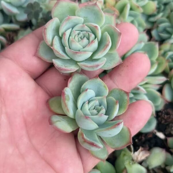 032. Echeveria ‘silhouette’
