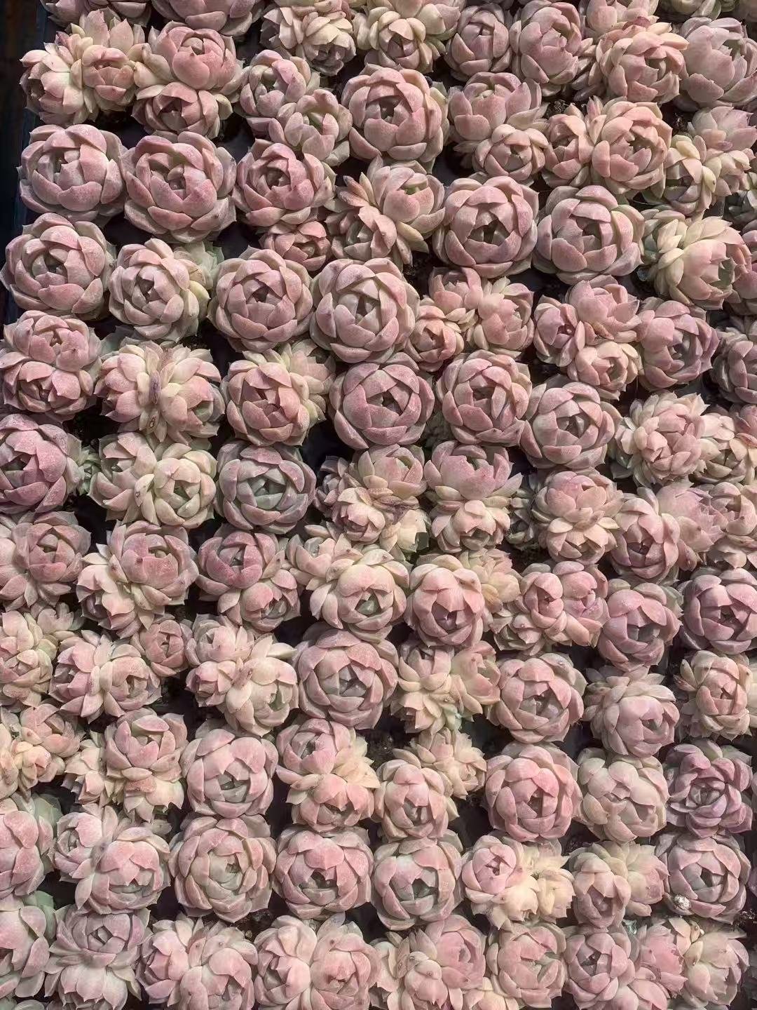 Haworthia springiana 'Awaei'