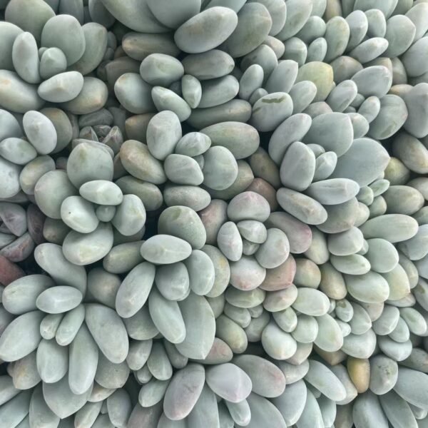 079. Pachyveria ‘Elaine Reinelt’